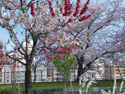 一つの木なのに違う色の花が咲いている桃