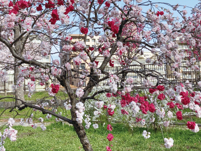 一つの木なのに違う色の花が咲いている桃